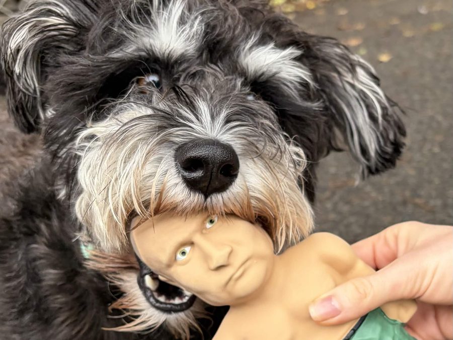 A scruffy dog chewing a Carica Chewers toy