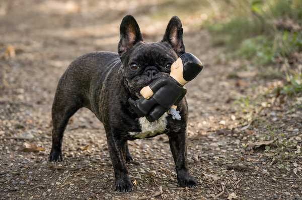 🚀 Kim Jong-un Parody Dog Toy