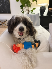 Brown-and-white dog resting on a cream sofa with the MEGA Pauline Hanson dog toy between its front paws.